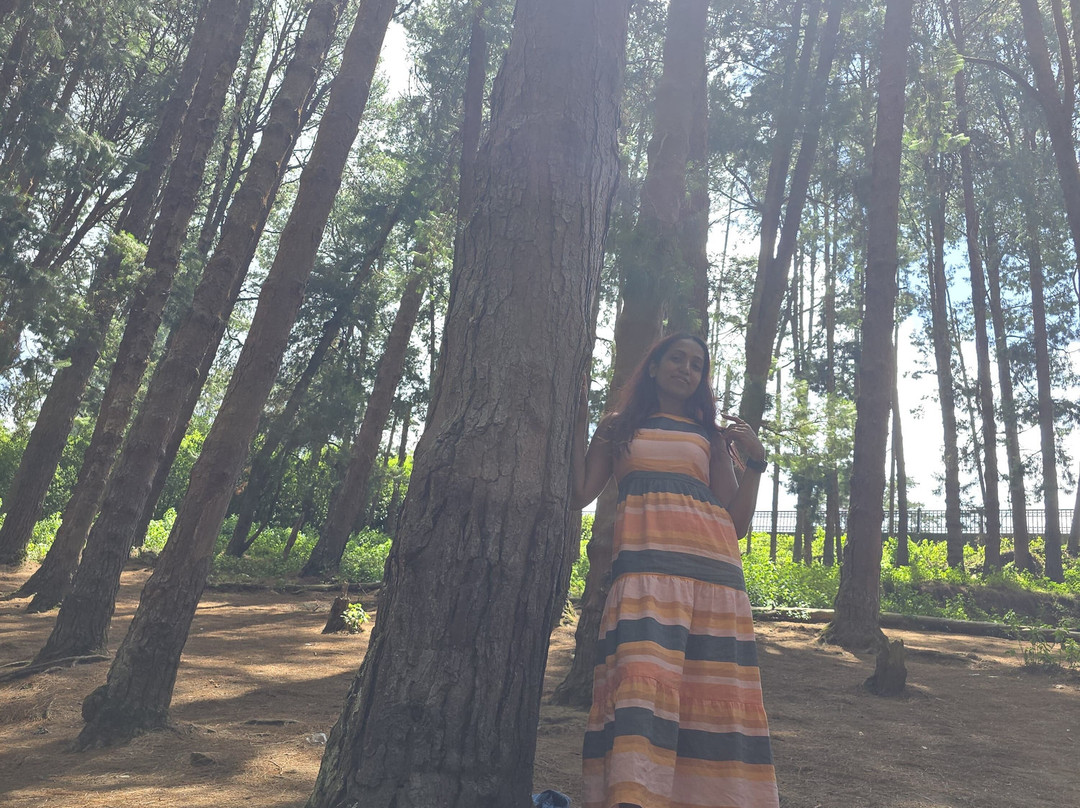 Pine Forest-科代卡纳尔必去景点
