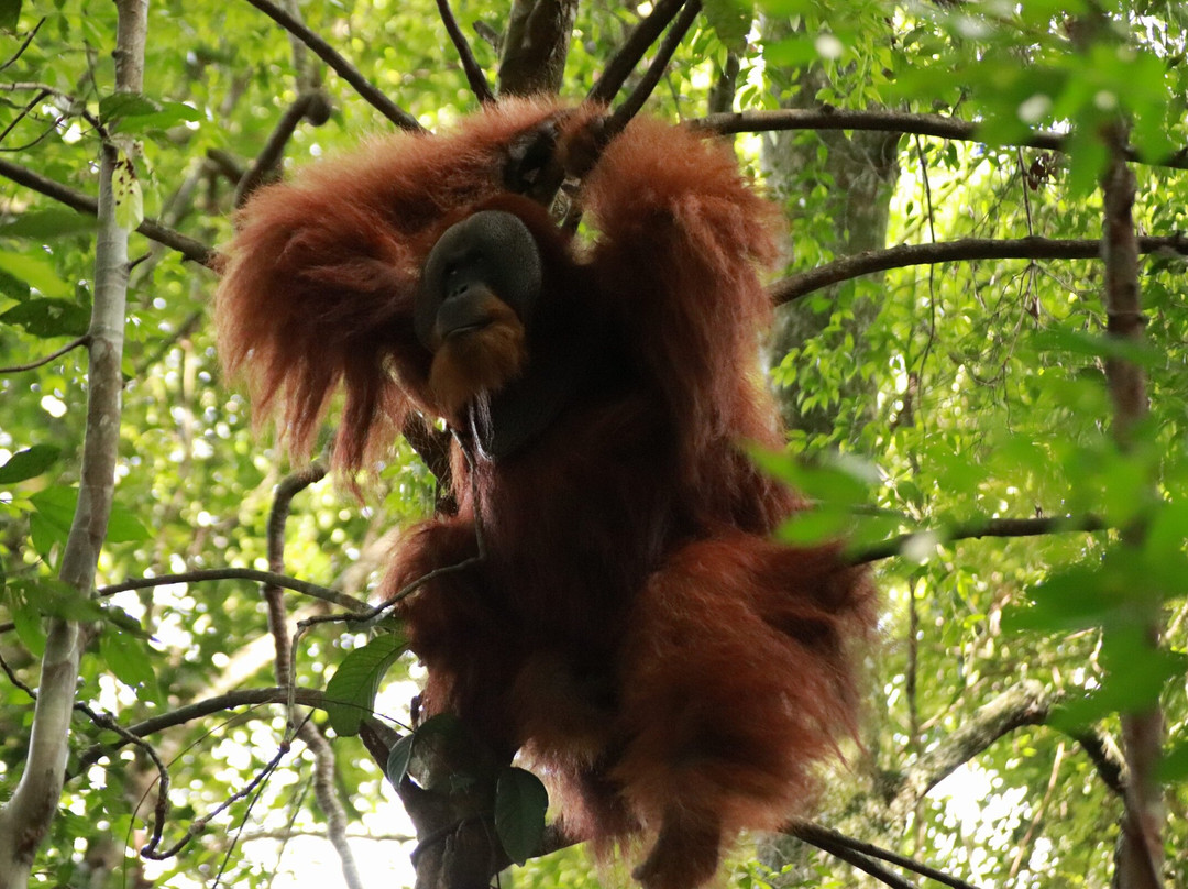 Sumatra Tour Adventures-武吉拉旺必去景点