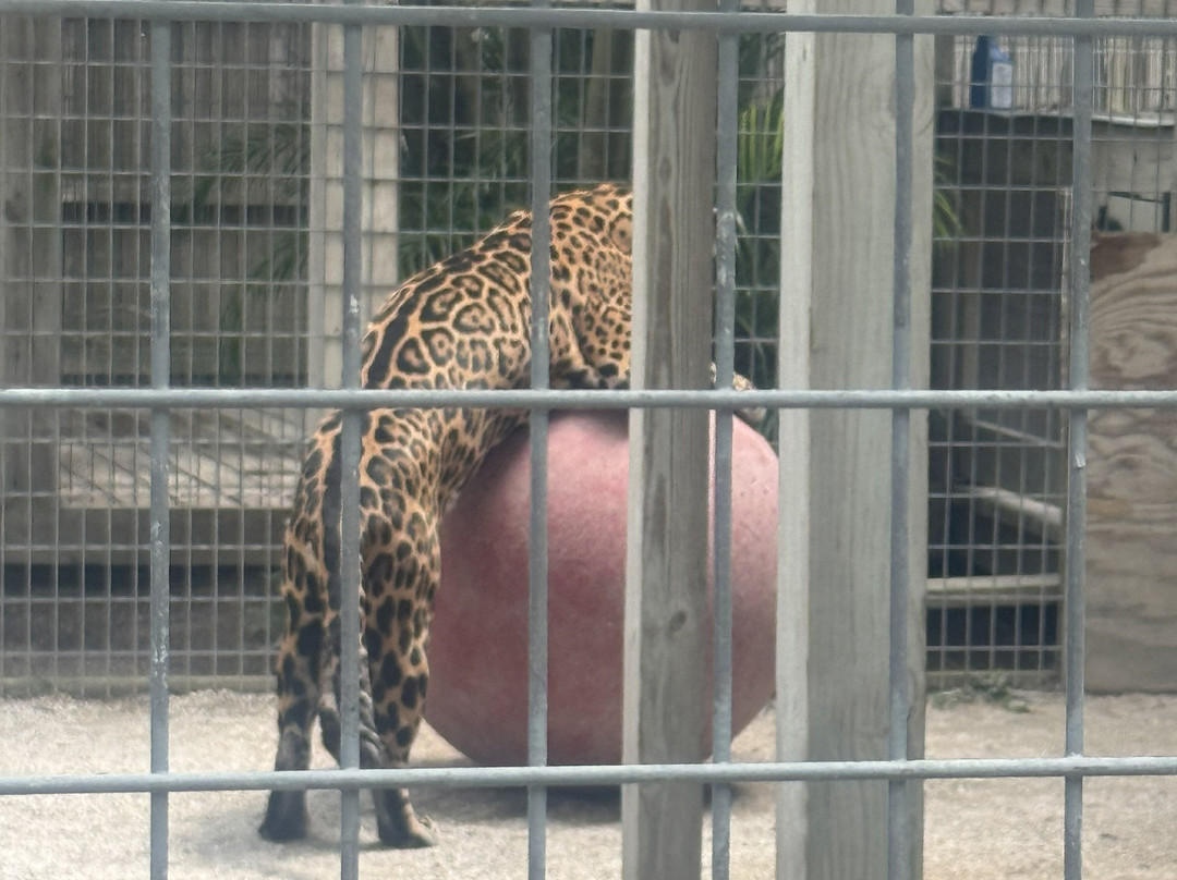 McCarthy's Wildlife Sanctuary-西棕榈滩必去景点
