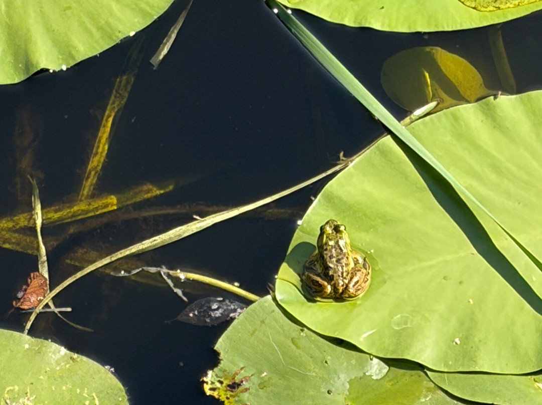 Marais de la Riviere aux Cerises-梅戈格必去景点
