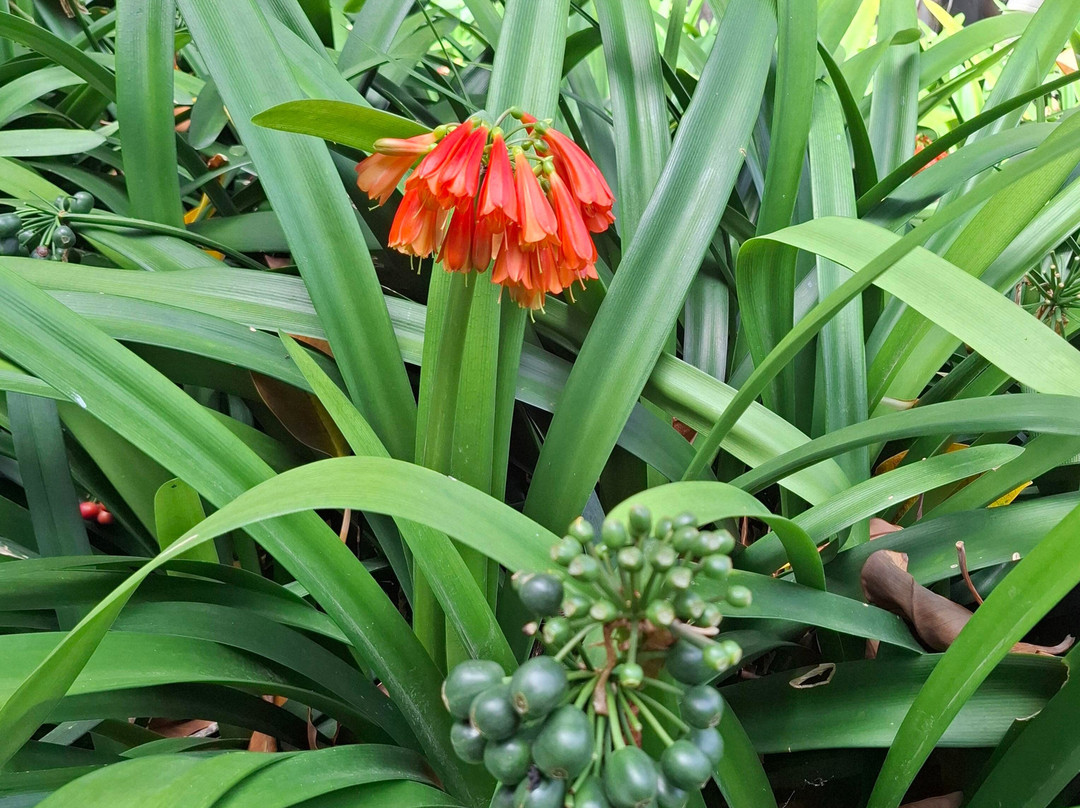 Botanischer Garten-德拉克鲁兹索尔港必去景点