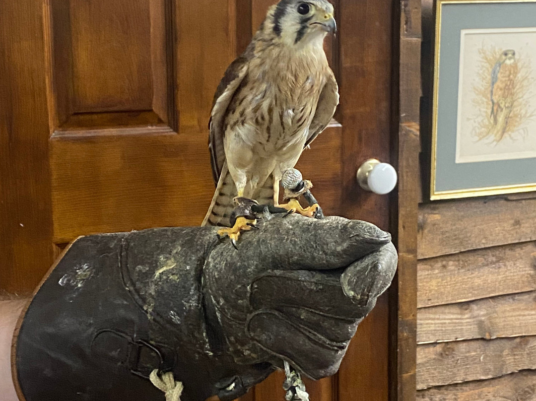 Riverside Falconry-纽卡斯尔必去景点