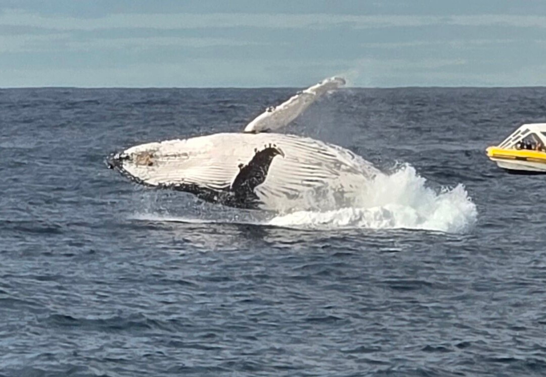 Go Whale Watching Sydney-悉尼必去景点