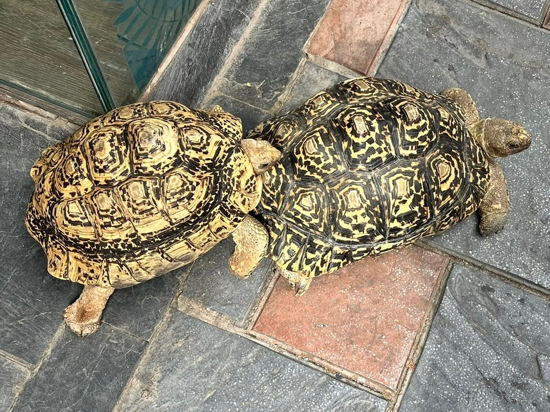 Snakeroom Serpentarium-福恩吉罗拉必去景点