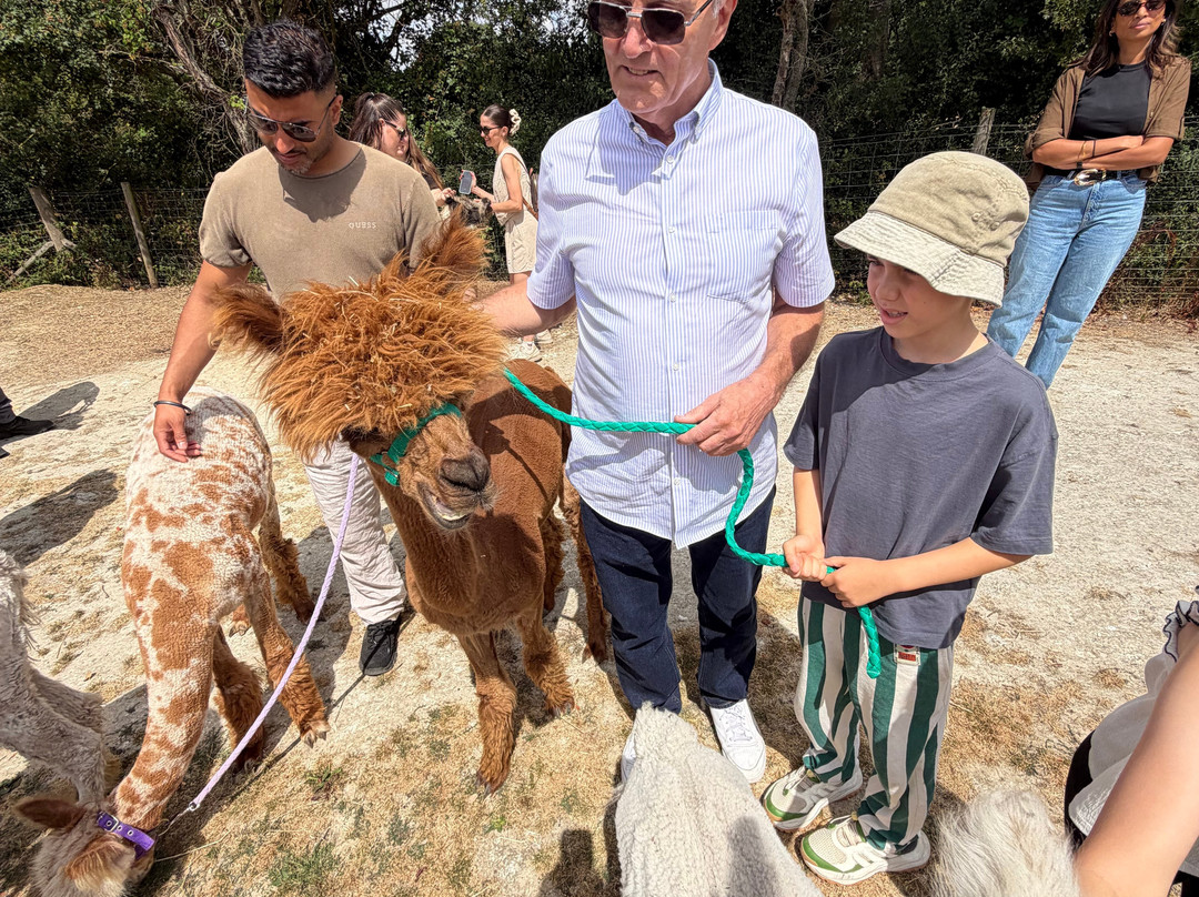Pennybridge Farm Alpacas-胡克必去景点