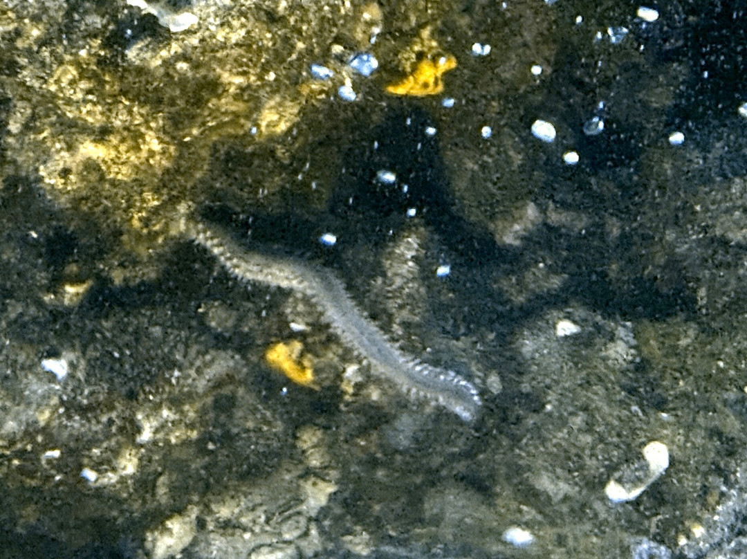 Seahorse Dive Center-瓦里必去景点