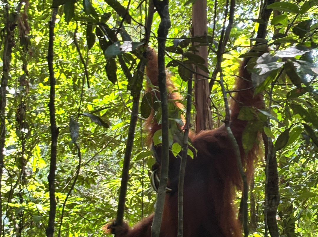 Sumatra Orangutan Explore-武吉拉旺必去景点