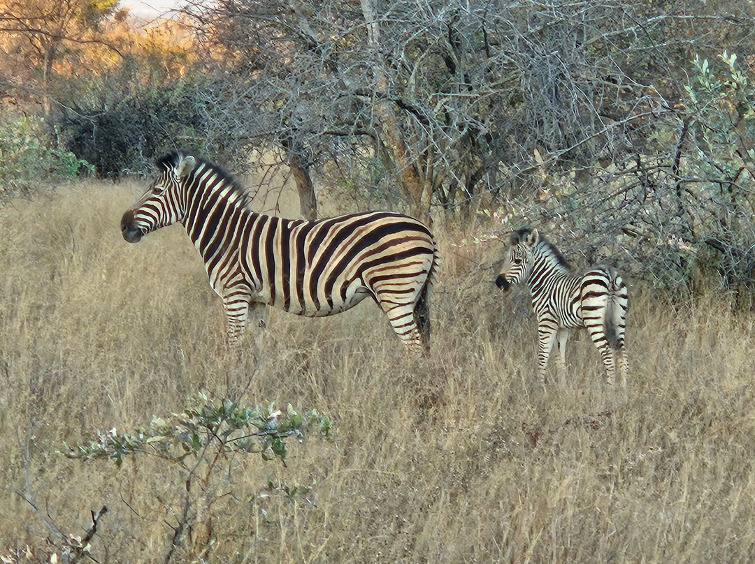 Rhino Africa Safaris-开普敦中心区必去景点