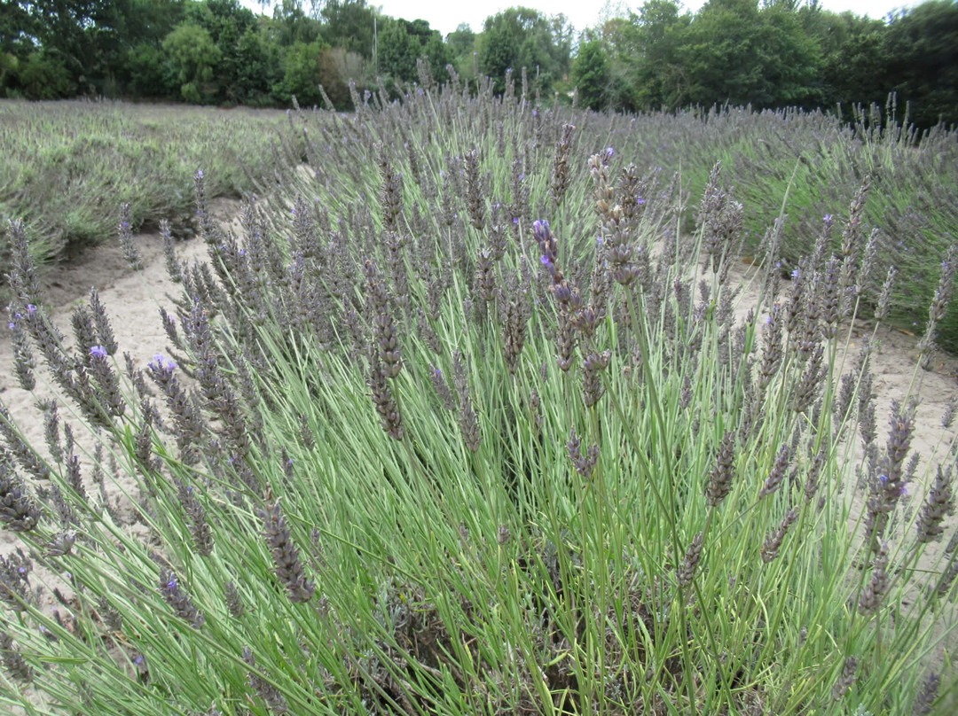Jersey Lavender Farm-圣布雷拉德必去景点