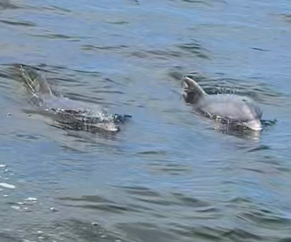 Mellow Mangrove Charters-Homosassa必去景点
