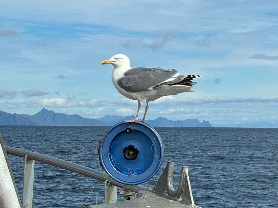 REEL Fishing And RIB Safaries-雷讷必去景点