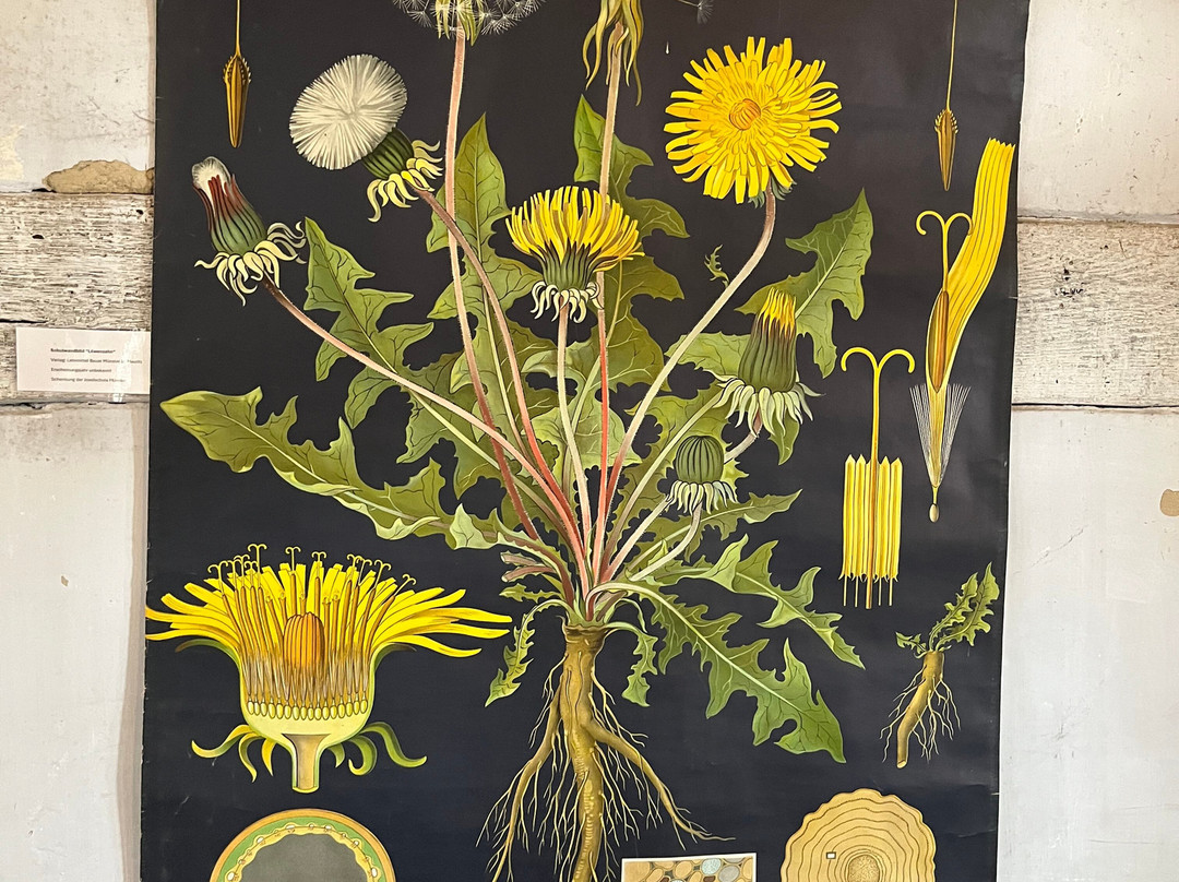 Mühlenhof-Freilichtmuseum Münster-明斯特必去景点