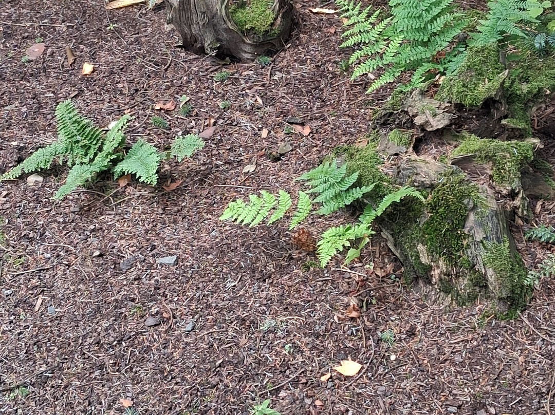 The Japanese Garden At Cowden-Dollar必去景点