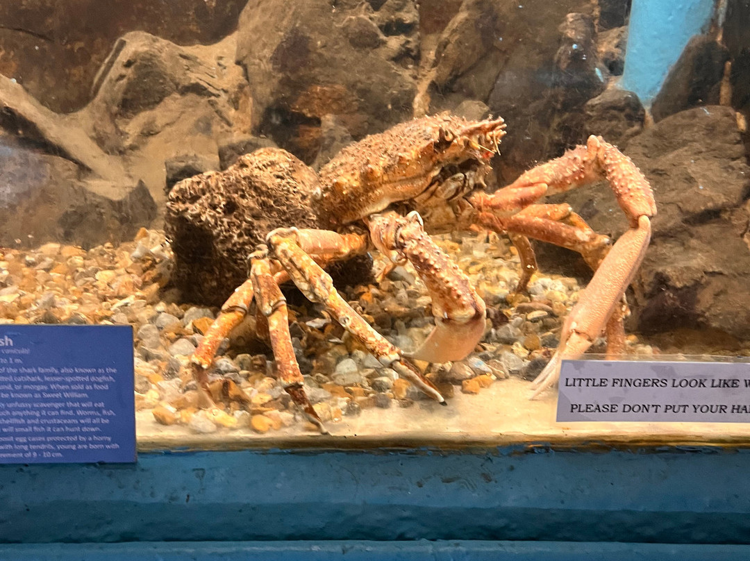 Fowey Aquarium-福伊必去景点