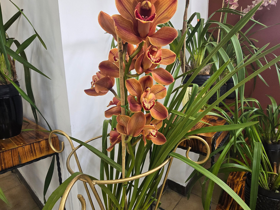 Ecuagenera - Orchids from Ecuador-昆卡必去景点