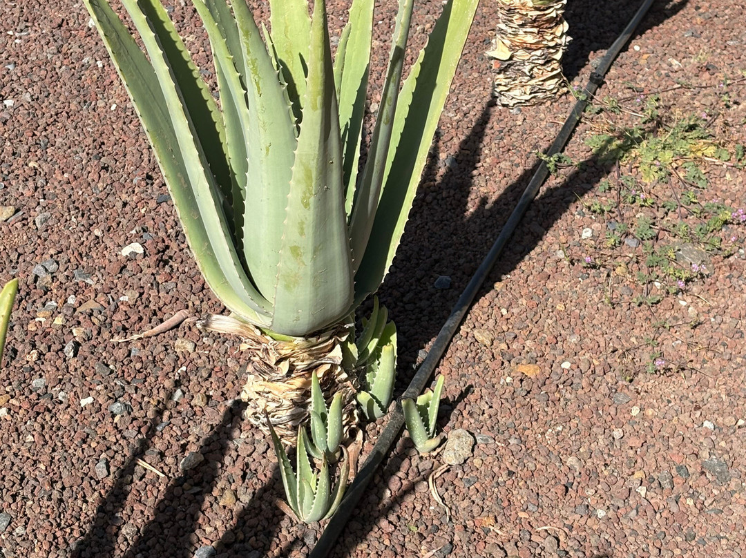 Finca Canarias Aloe Vera-特尔德必去景点