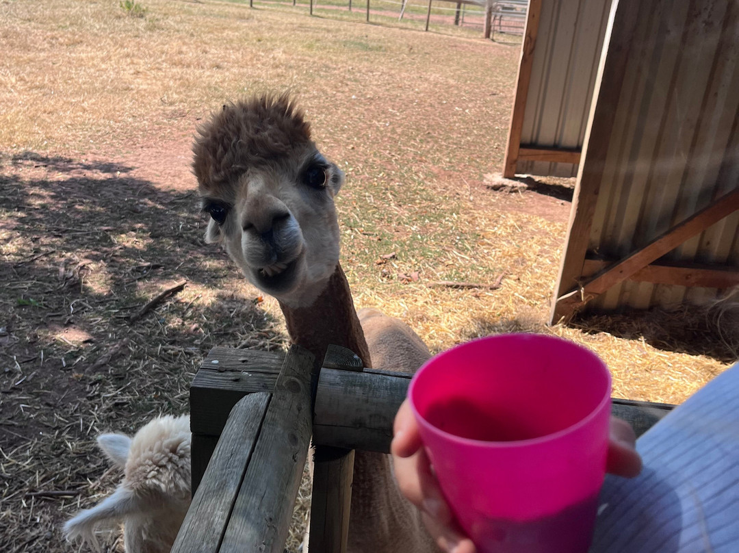 War Horse Valley Country Farm Park-Iddesleigh必去景点