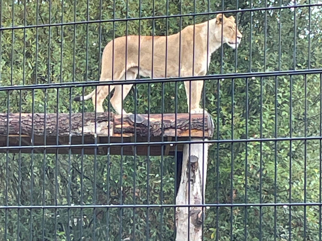 The Big Cat Sanctuary-Smarden必去景点