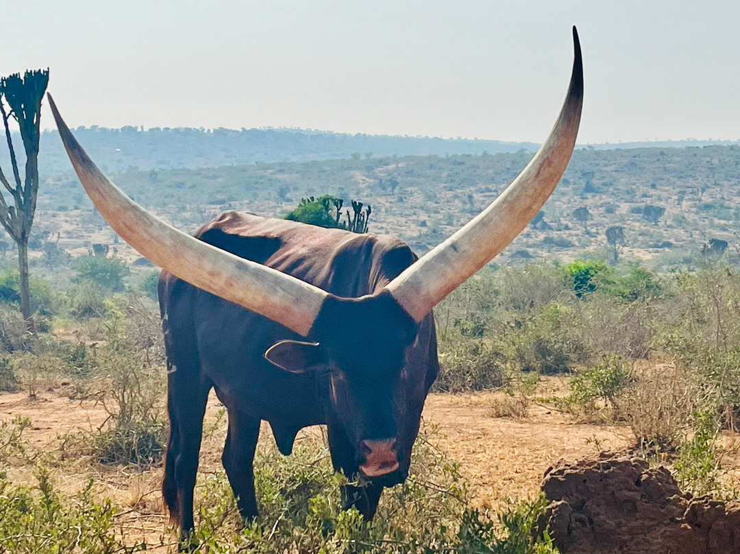 Grassrootz Adventures Uganda-坎帕拉必去景点
