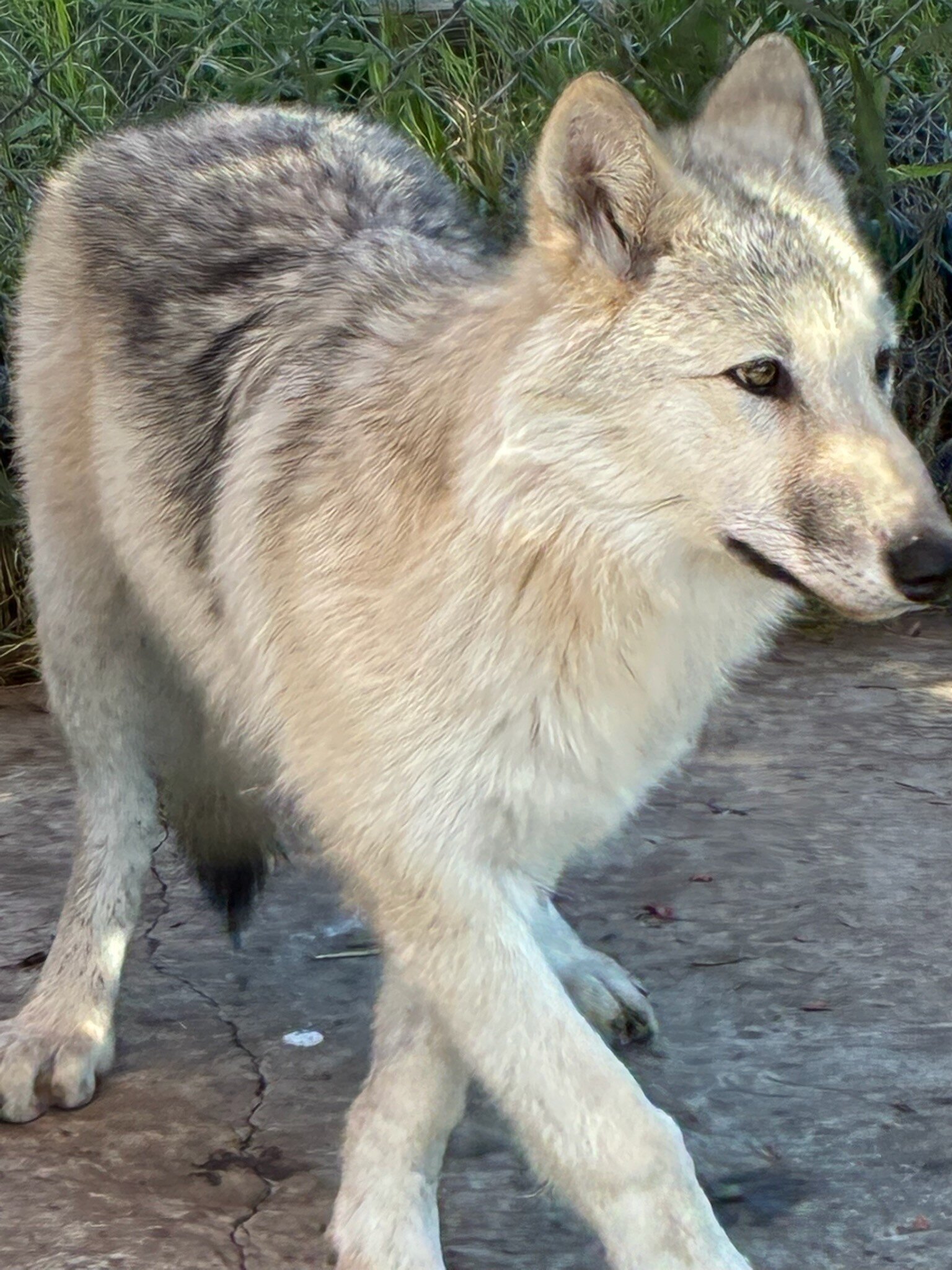Howlers Inn Bed & Breakfast and Wolf Sanctuary-旅行者