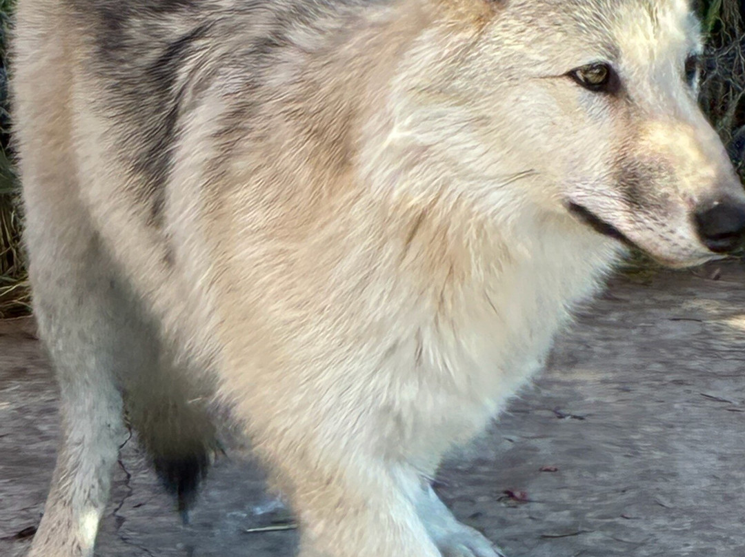 Howlers Inn Bed & Breakfast and Wolf Sanctuary主图