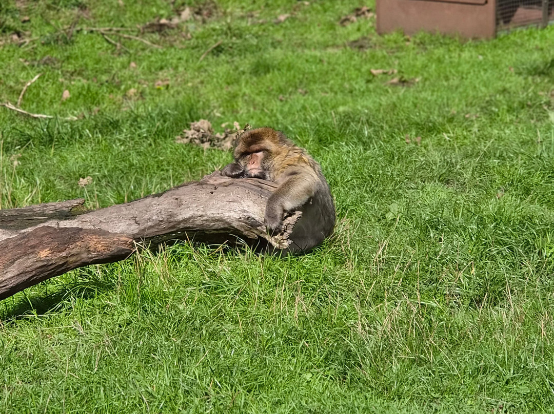 Trentham Monkey Forest-特伦特河畔斯托克必去景点