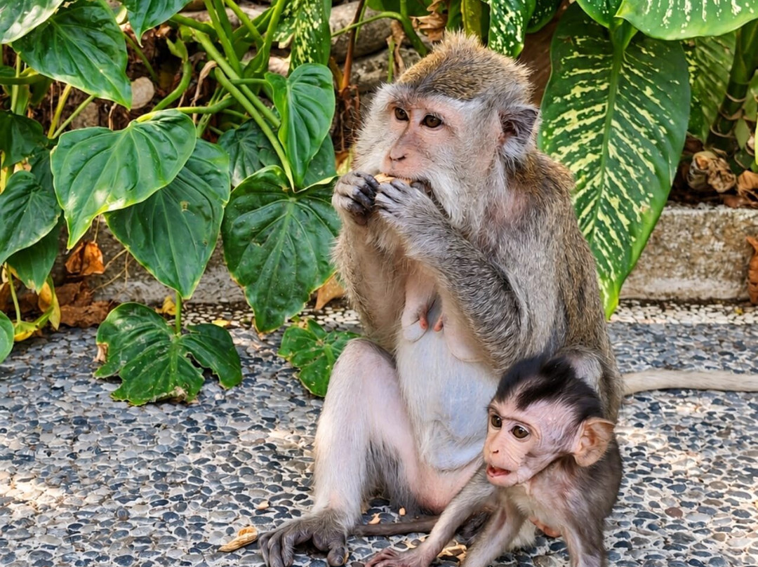 Sangeh Monkey Forest-Sangeh必去景点
