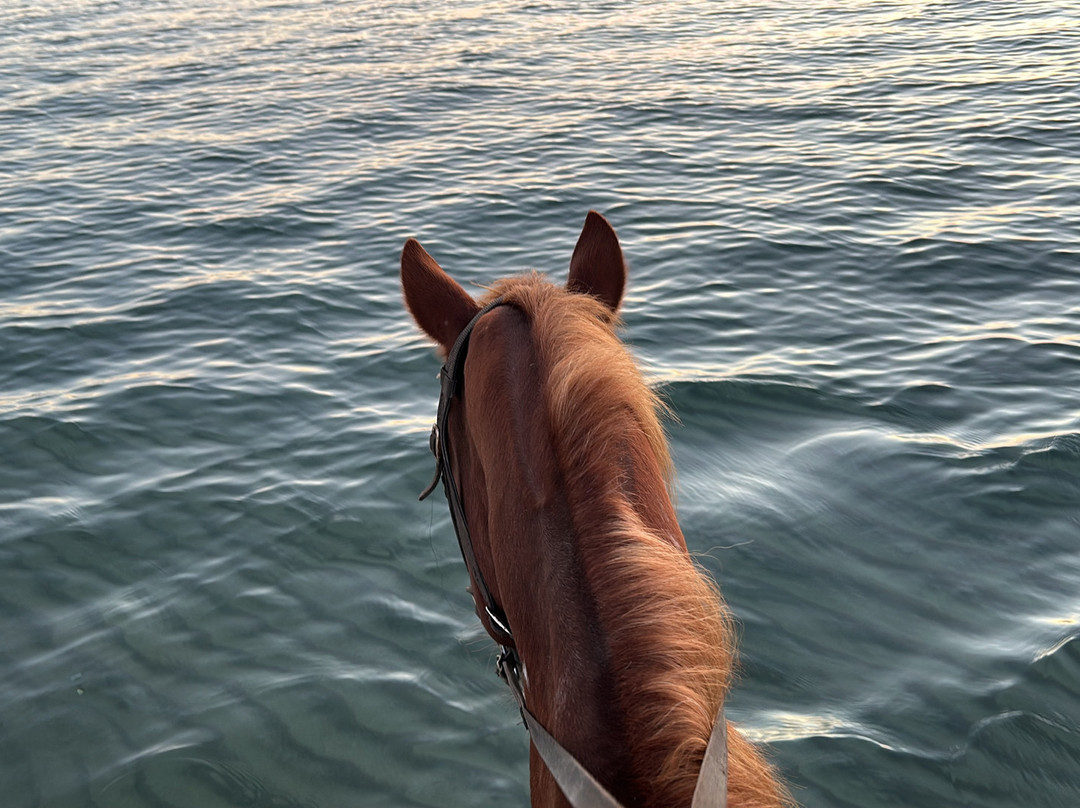 Family Horses 373-5361953-Marina di Ginosa必去景点