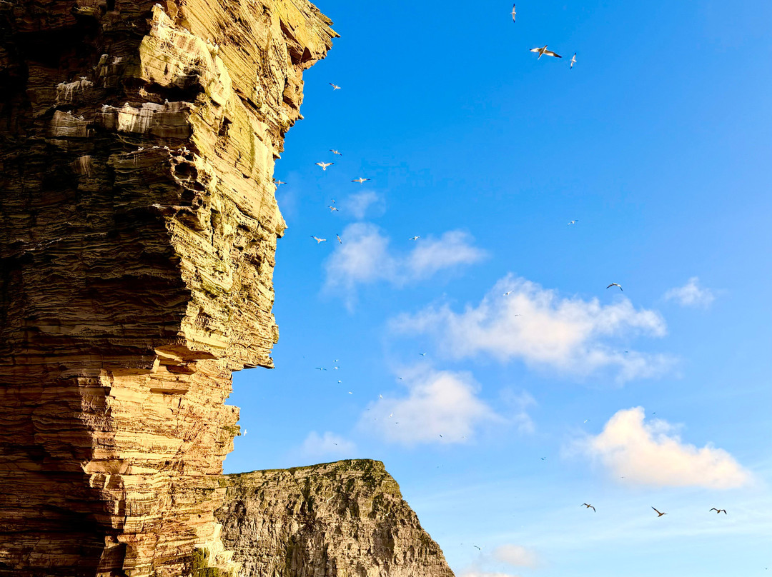 Seabirds and Seals - The Original Noss Boat Tours-Lerwick必去景点