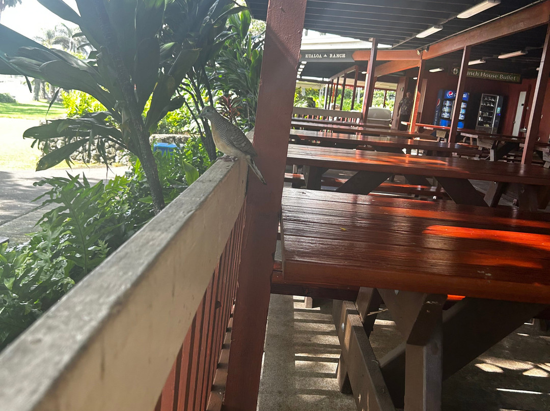 夏威夷古兰尼牧场-卡内奥赫必去景点