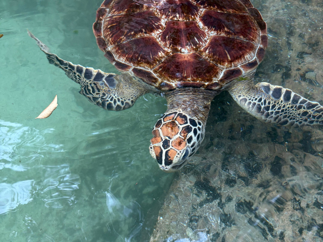 Baraka Natural Aquarium - Nungwi-孥归必去景点