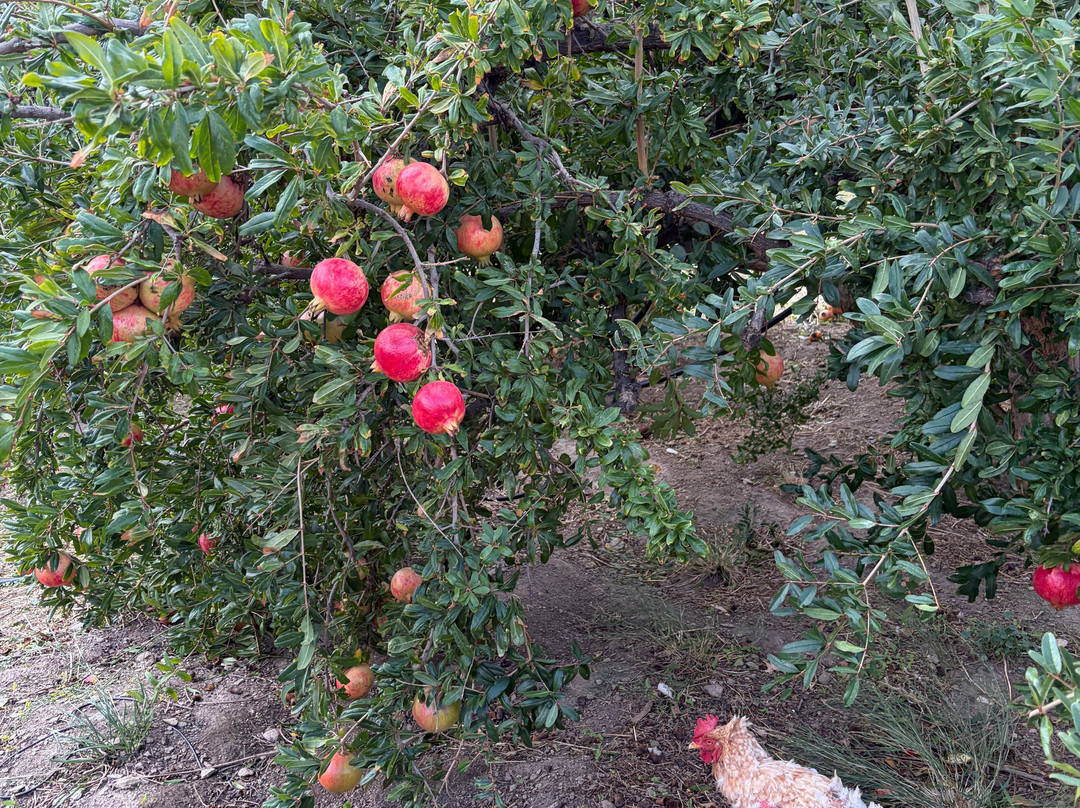 Narlis Farm-Apollonia必去景点