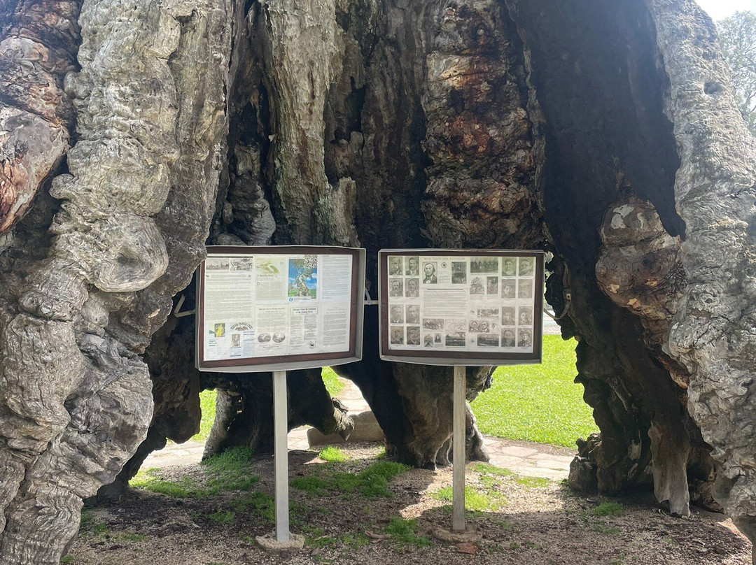 The Herbig Family Tree-Springton必去景点