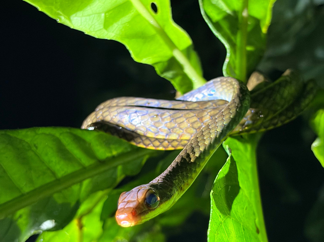 Peru Amazon Expeditions-Manu必去景点