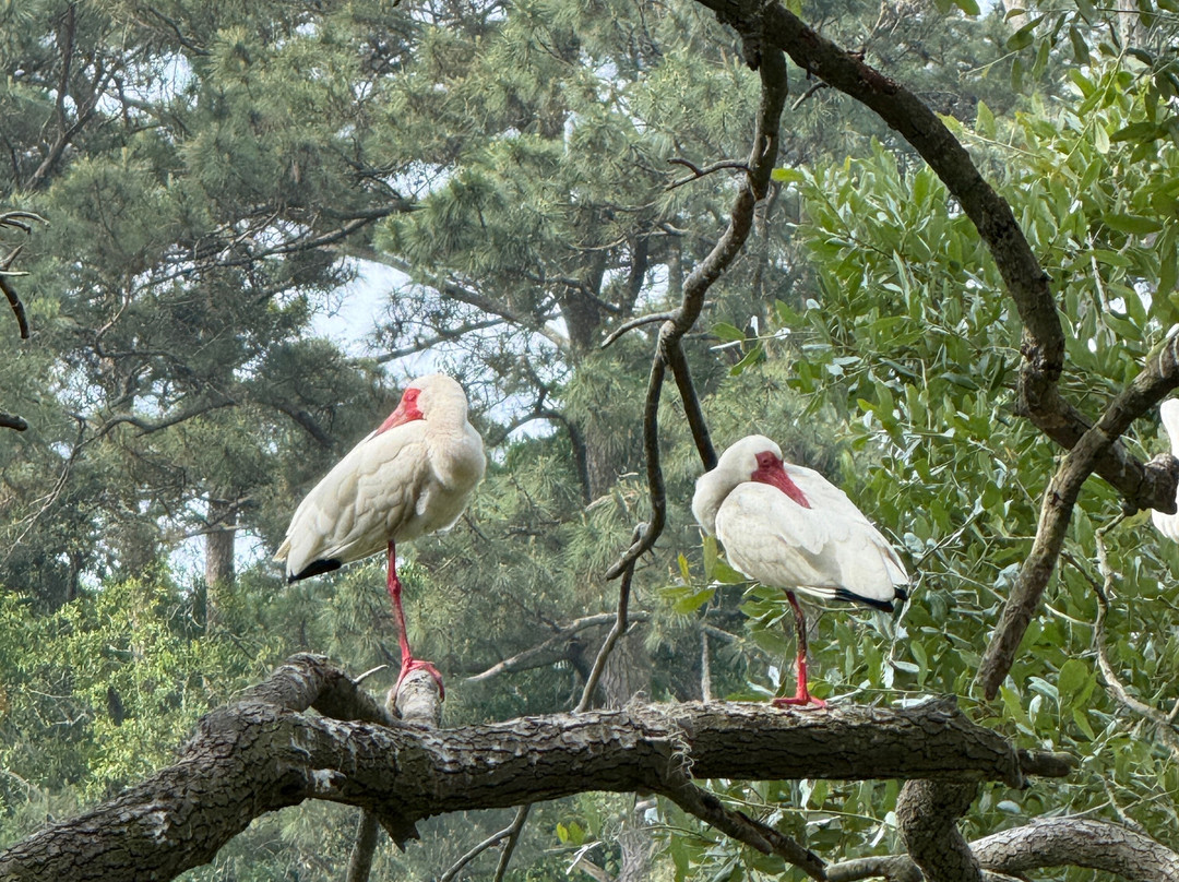 Cypress Wetlands-Port Royal必去景点