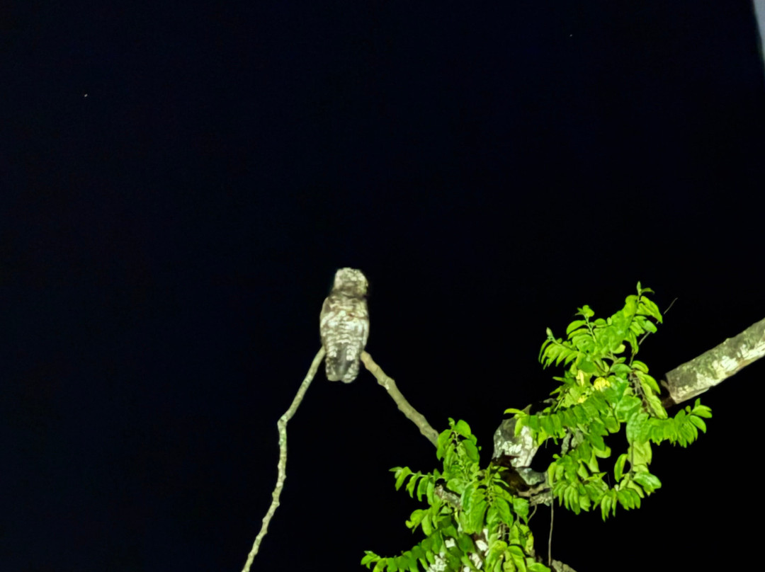 Jungle Night Walk-卡维塔必去景点