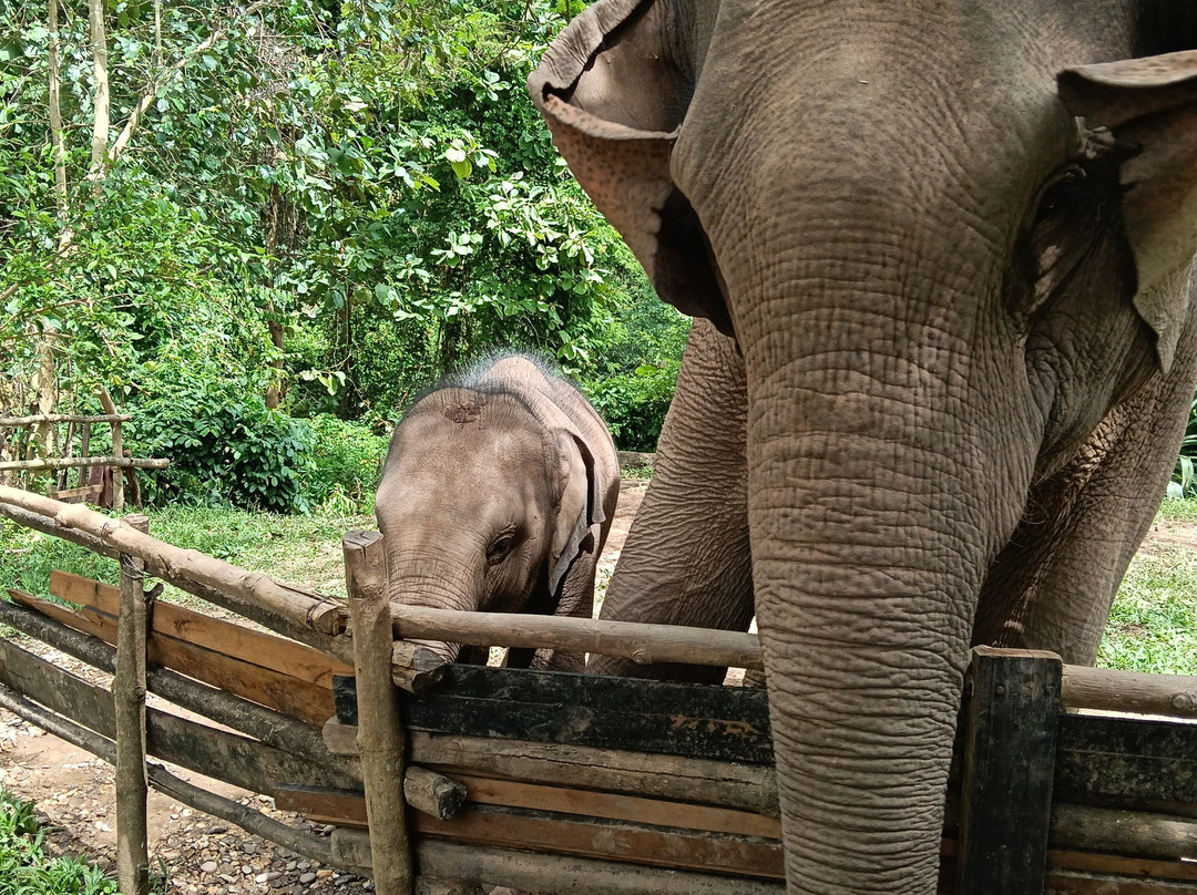 Manifa Elephant Camp-Sang Ha必去景点