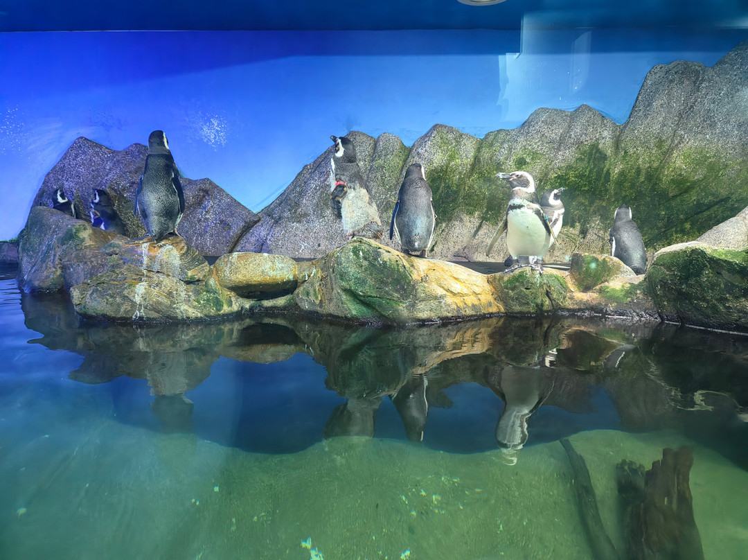 Ubatuba Aquarium-乌巴图巴必去景点