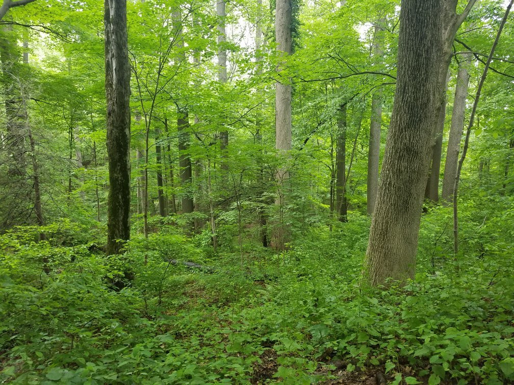 Pequonnock River Trail