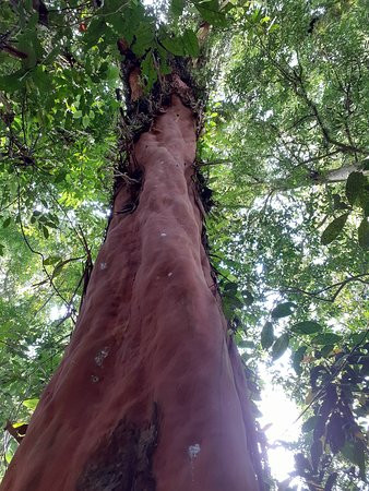Ketambe Jungle Trekking With Alex-Ketambe必去景点