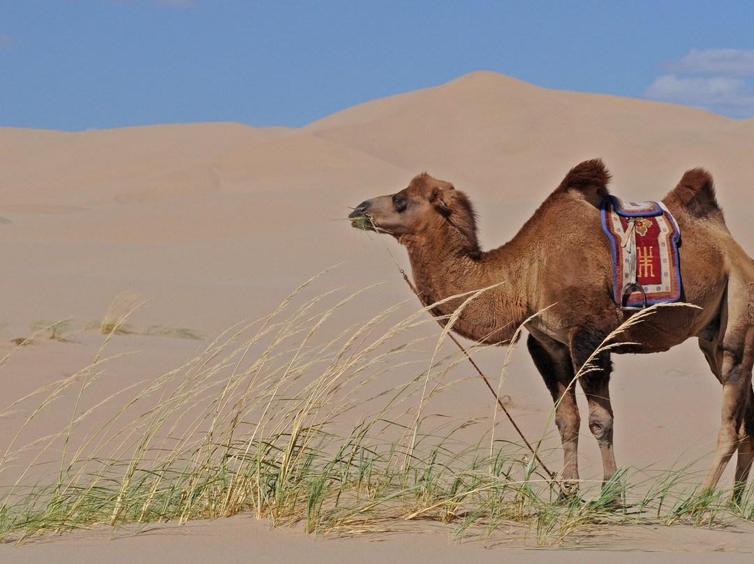 Magnificent Mongolia Tour