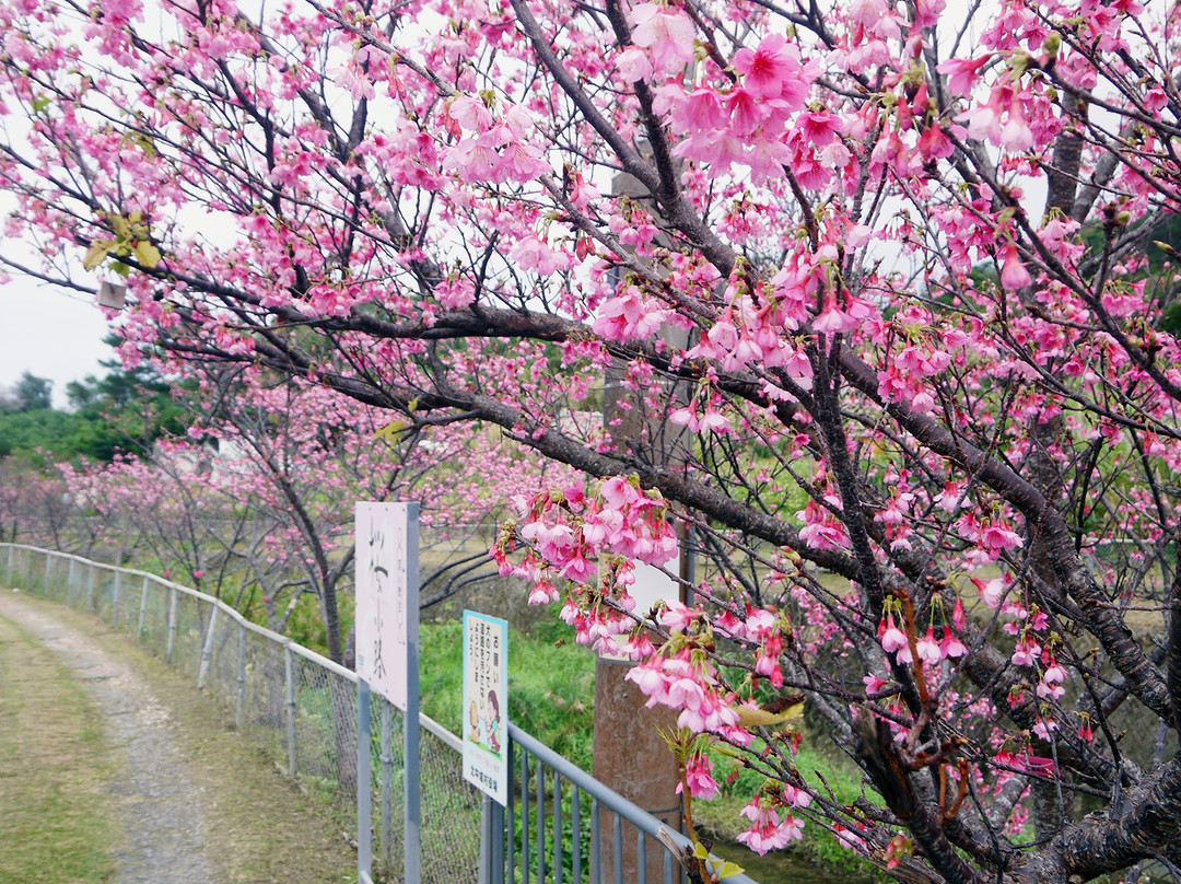 Sakura Komichi景点图片