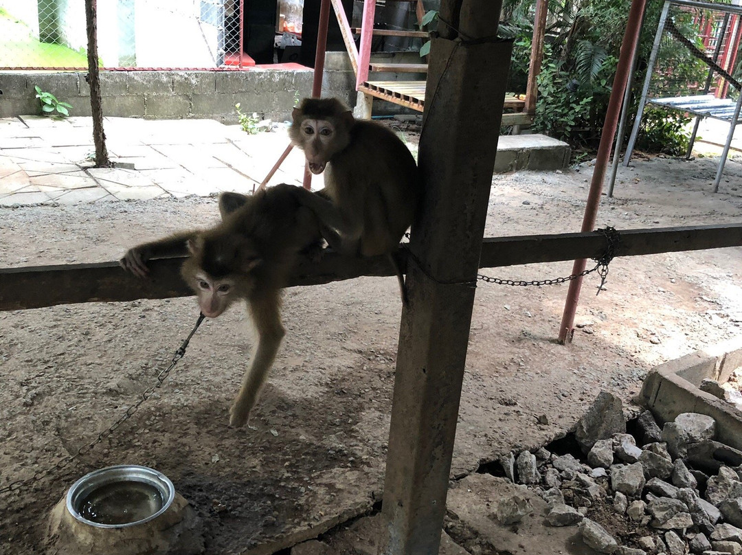 Samui Monkey Centre