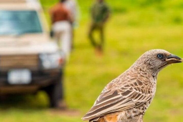 Royal Star Expeditions-内罗毕必去景点