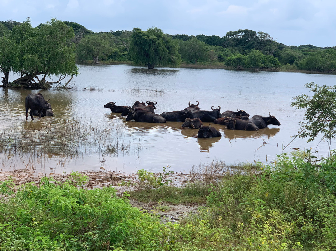 Nehansa Resort And Safari主图