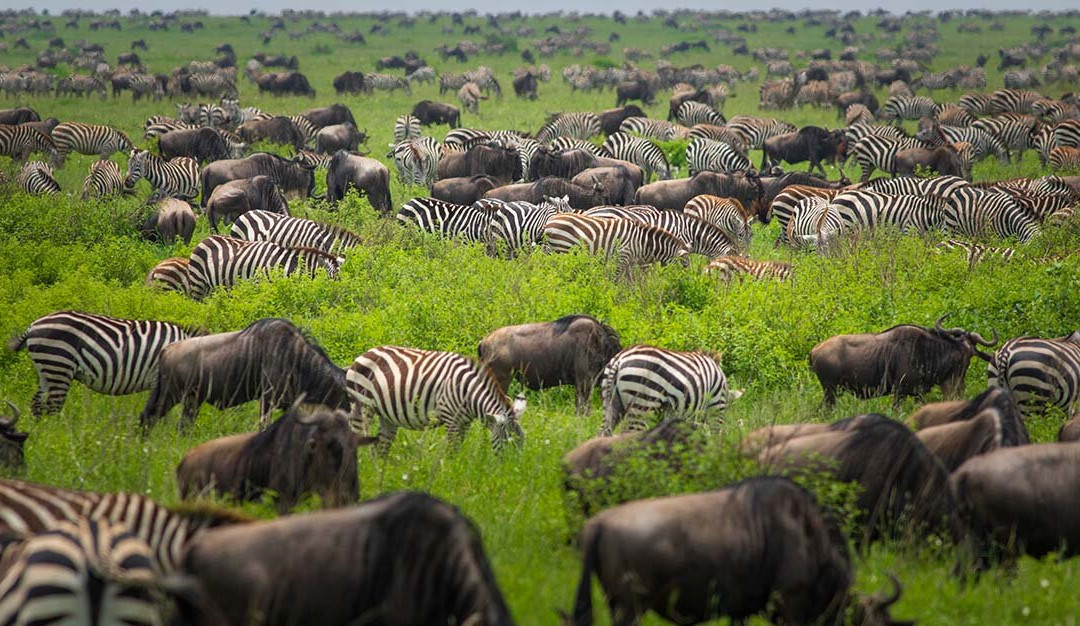 World Lineage Safaris景点图片
