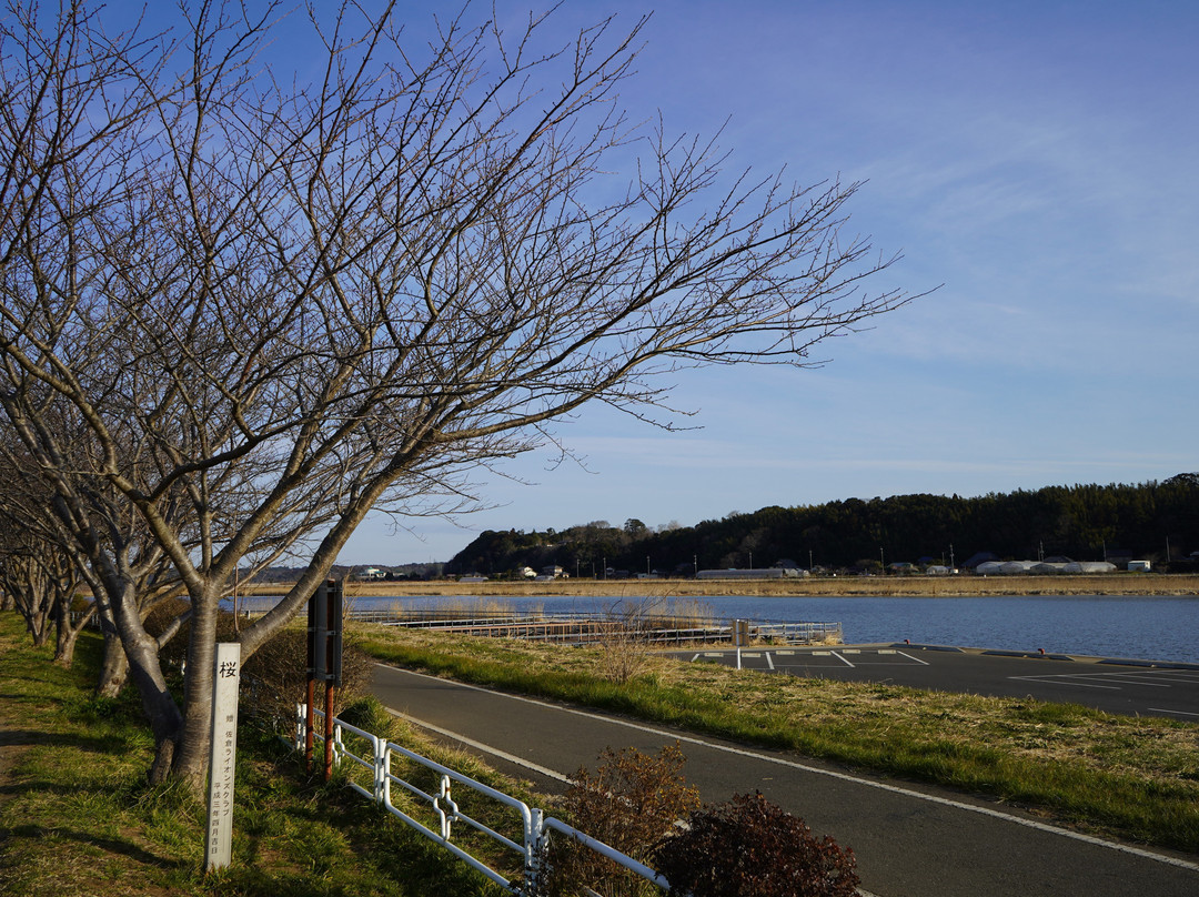 Imbanuma Bicycle Road-佐仓市必去景点
