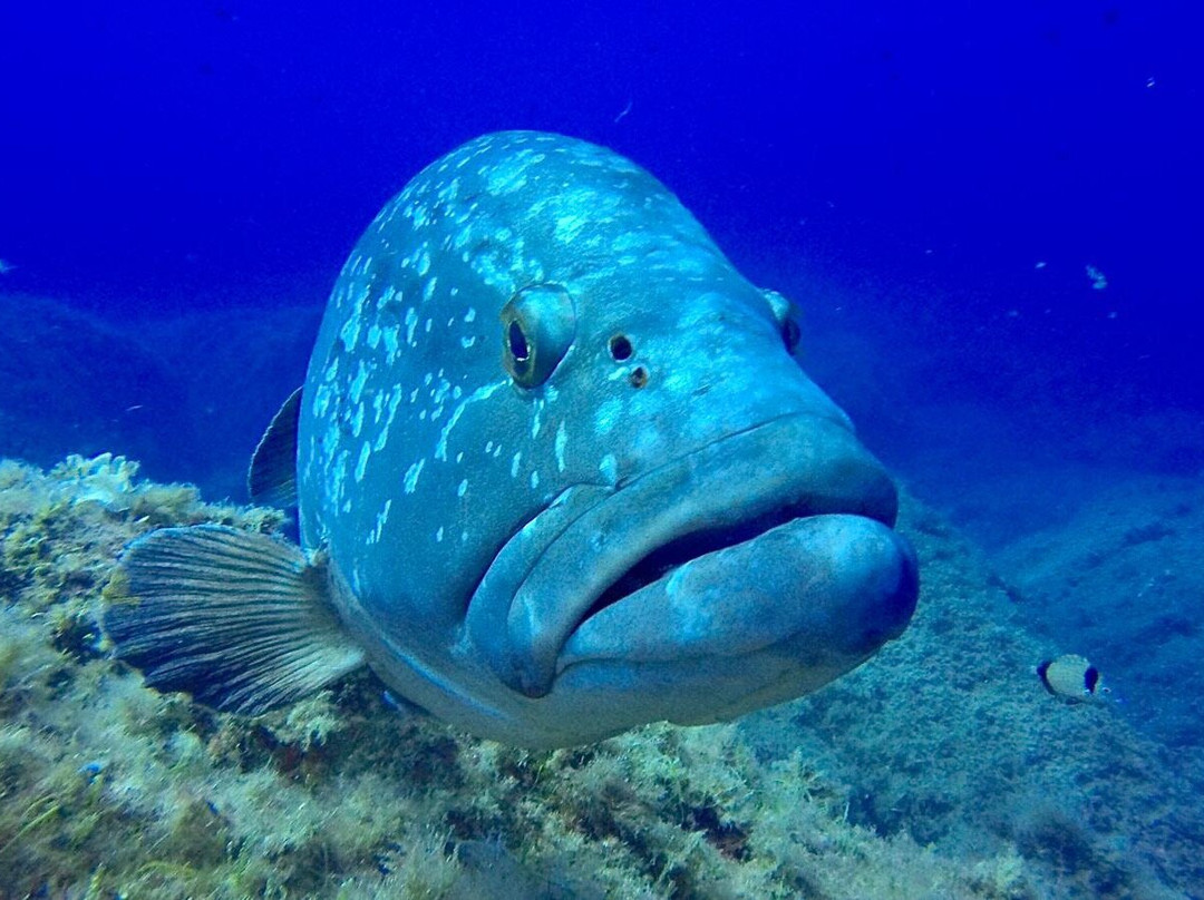 Pollo Diving ASD-Porto Pollo必去景点