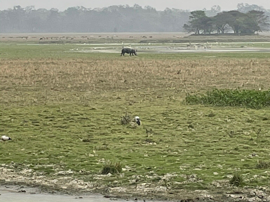 Pobitora Wildlife Sanctuary景点图片