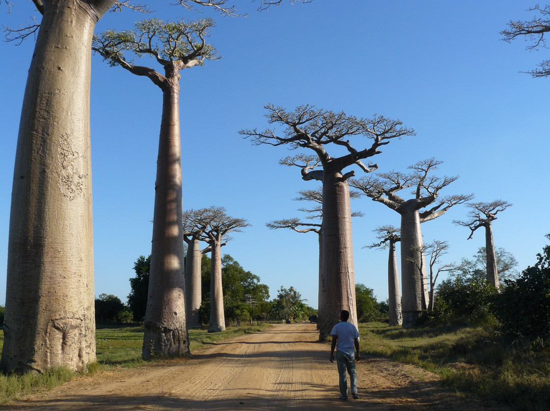 Madagascar Green Tours-安齐拉贝必去景点